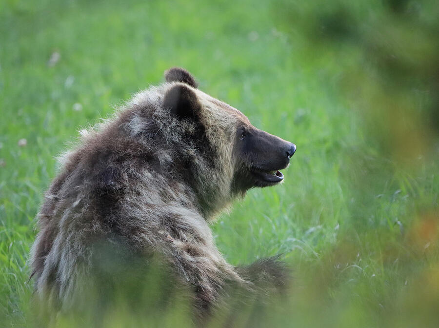 Grizzly bear photographed from a safe distance in the Pemberton Meadows area of British Columbia