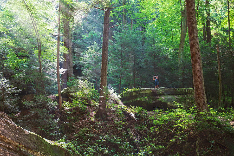 Among the Giants forest photography for lodge interiors by Dan Sproul