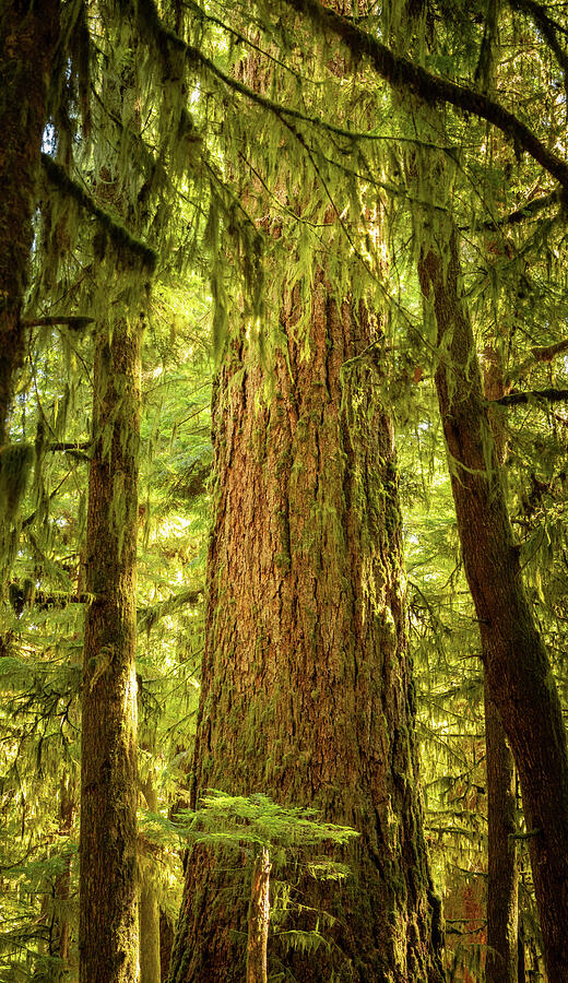 Ancient Douglas fir and rainforest vegetation at Cathedral Grove on Vancouver Island
