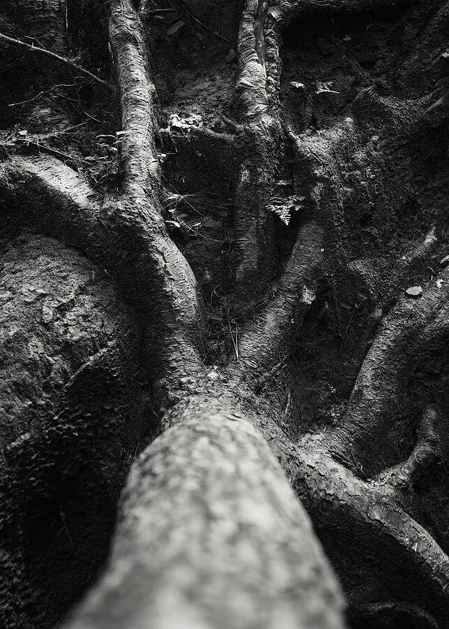 Ancient tree roots at Mohican State Park Ohio in black and white