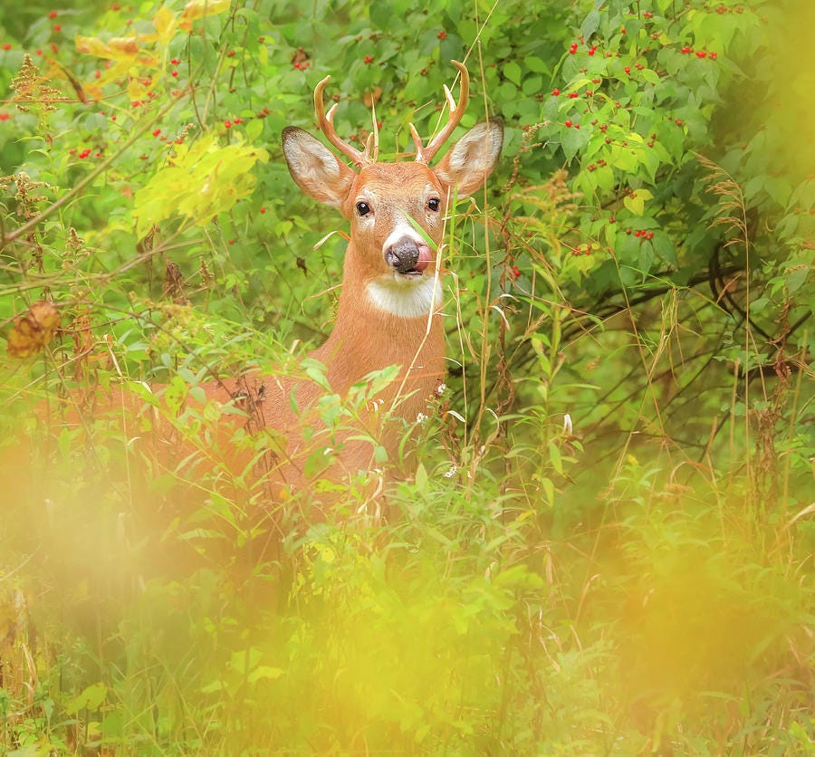 Whitetail buck hidden in autumn foliage near Lima Ohio