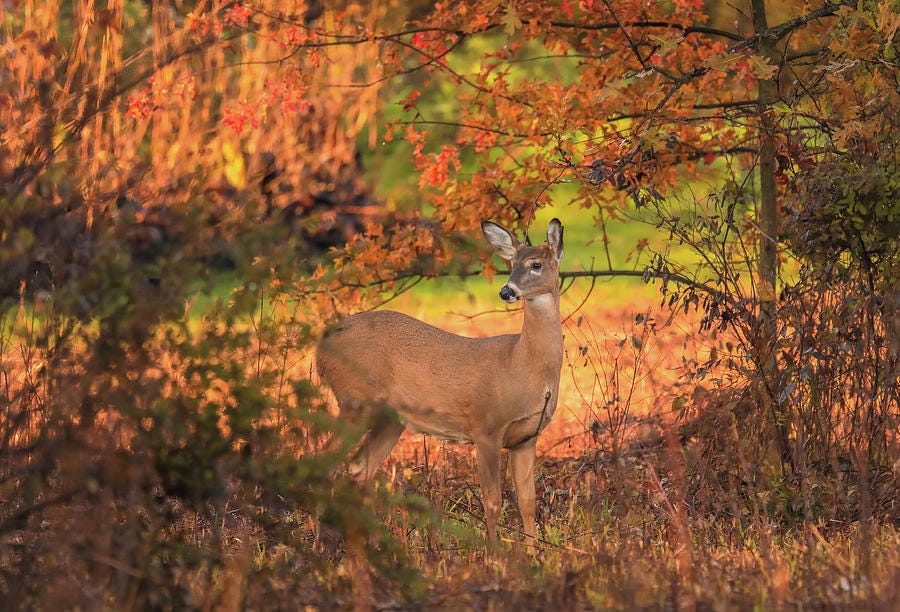 Young whitetail deer surrounded by warm autumn brush near Lima Ohio