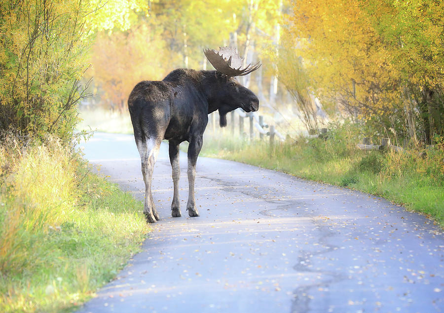 Bull moose standing on Moose-Wilson Road surrounded by bright yellow autumn foliage in Grand Teton National Park
