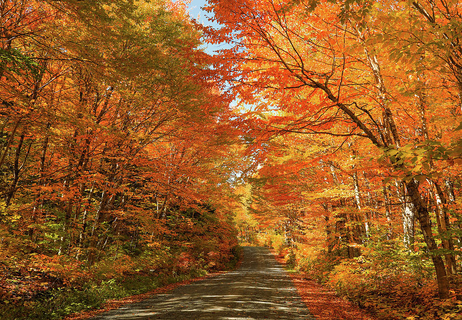Gravel road beneath bright orange fall foliage in Baxter State Park Maine