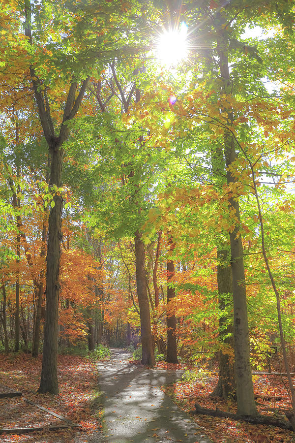 Autumn Sun in the Forest print by Dan Sproul
