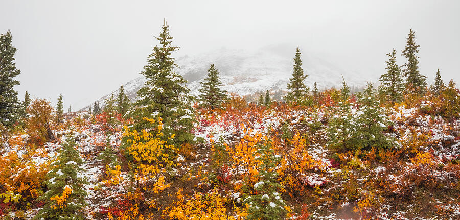 Autumn Transitions Denali Alaska landscape photography print by Dan Sproul