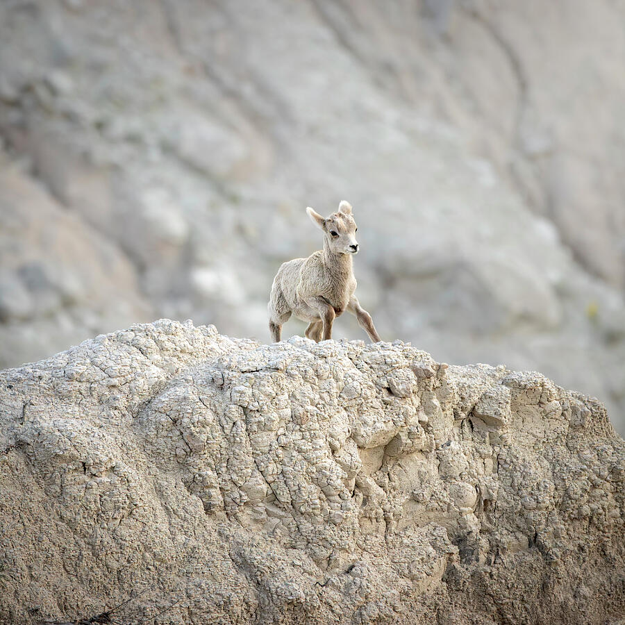Young bighorn sheep standing on a pale Badlands cliff by Dan Sproul