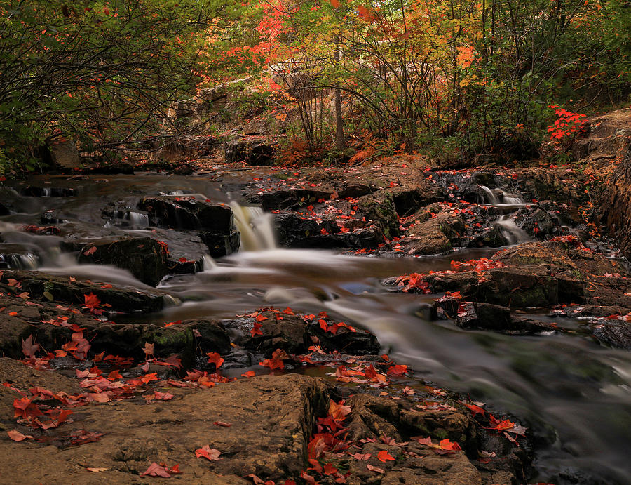 Flowing stream cascades surrounded by red autumn leaves in Maine