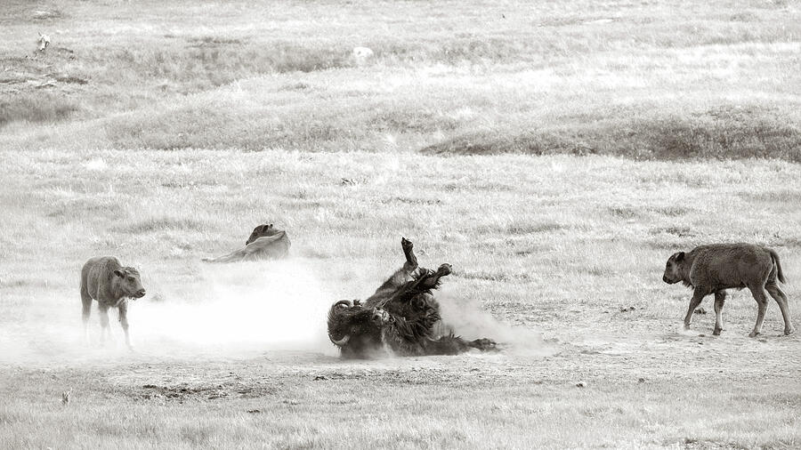 Bison rolling in dust among a herd on open prairie by Dan Sproul