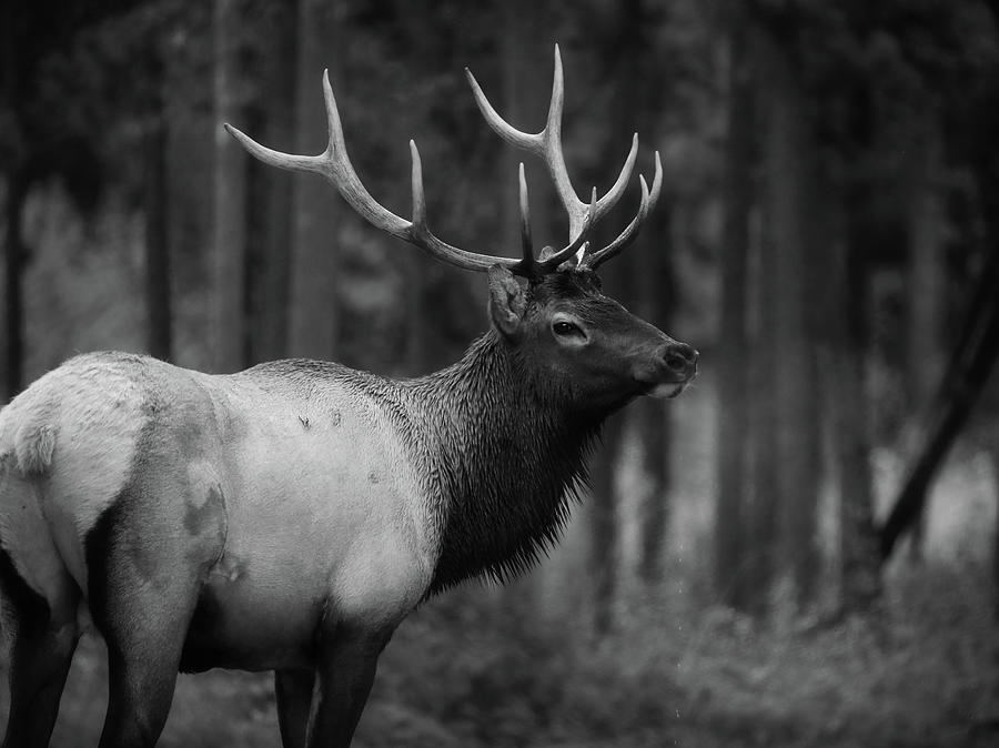 Bull elk with large antlers against a dark forest in black and white by Dan Sproul