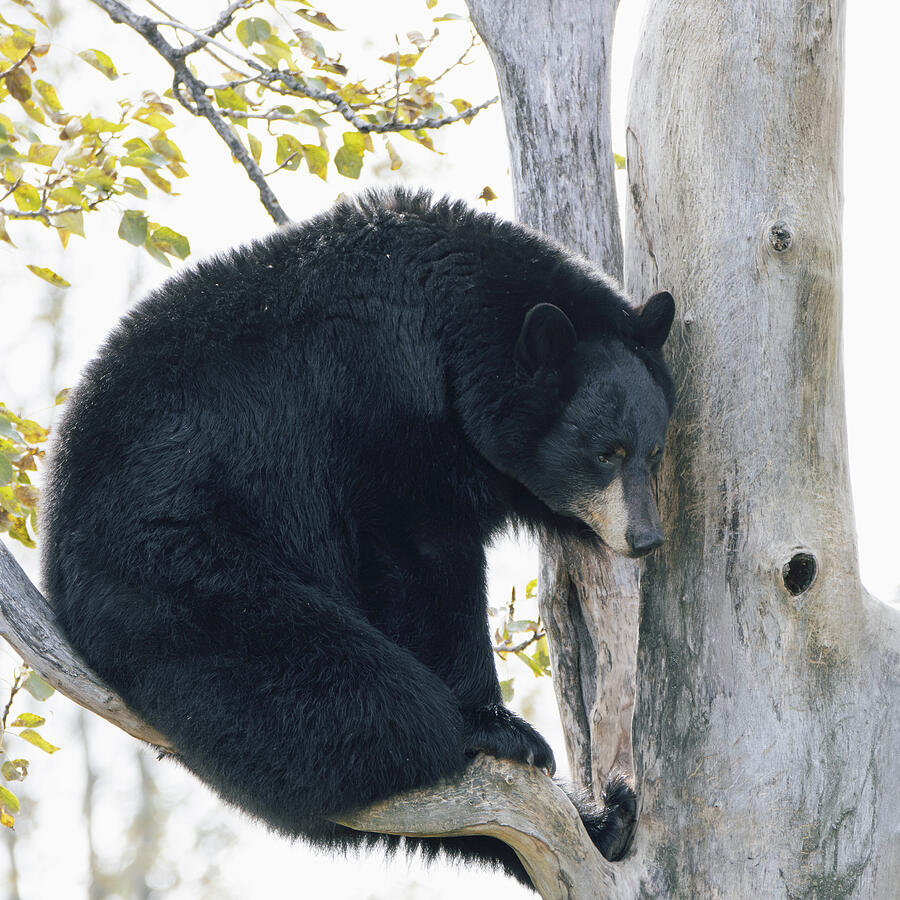 Black bear resting in a tree surrounded by early autumn leaves by Dan Sproul