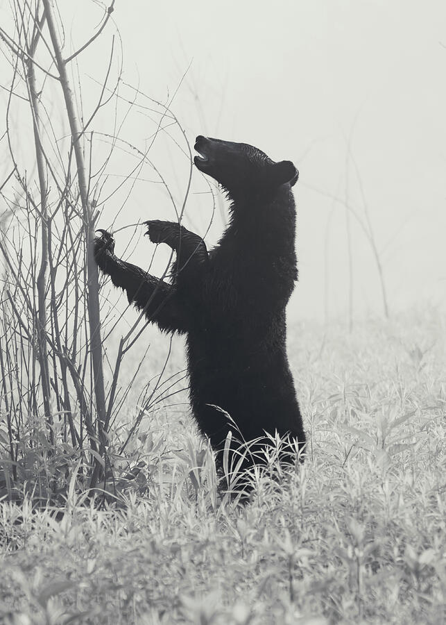 Black bear standing upright among thin trees in fog in black and white by Dan Sproul