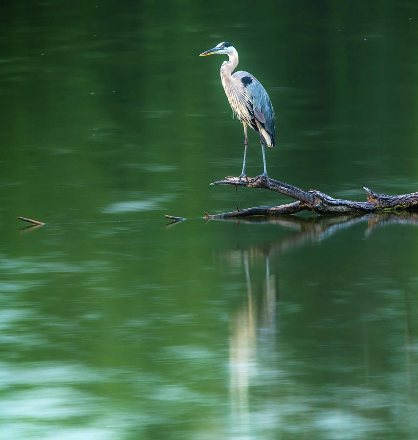Great blue heron standing over green reflected water in Lima Ohio