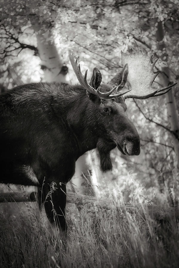 Bull moose with large antlers standing in woodland in black and white by Dan Sproul