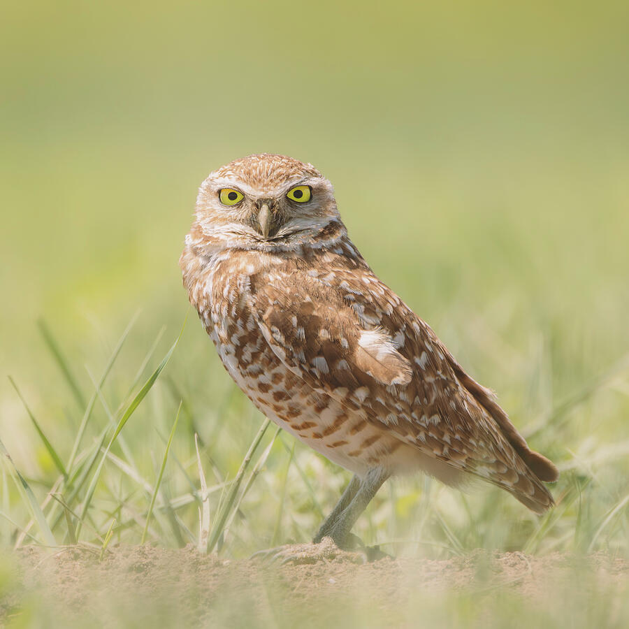Burrowing owl standing in short South Dakota prairie grass by Dan Sproul