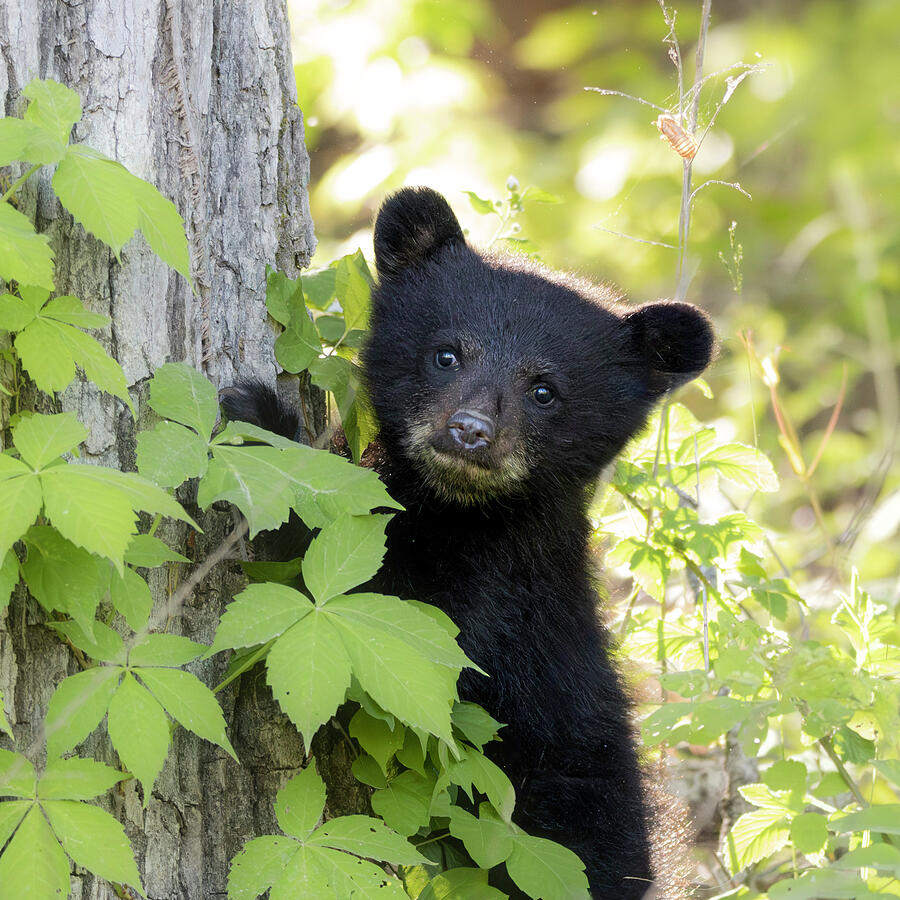 Black bear cub peeking from behind a tree in Cades Cove in the Great Smoky Mountains by Dan Sproul