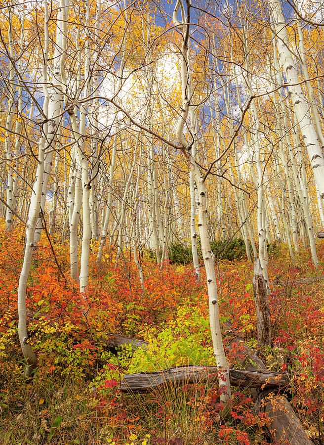 Castle Creek Trail in Autumn Colorado aspen forest photography print by Dan Sproul