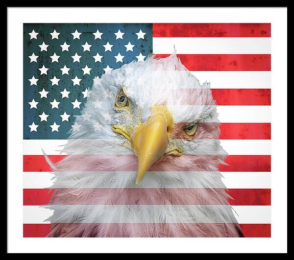 American Flag Bald Eagle Portrait - Framed Print