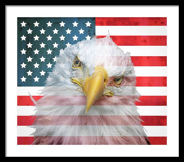 American Flag Bald Eagle Portrait - Framed Print