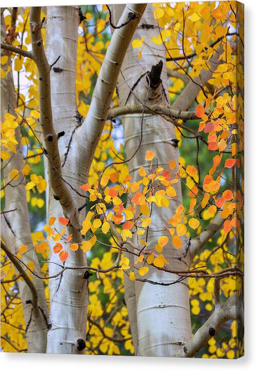 Autumn Aspen Leaves In Colorado - Canvas Print