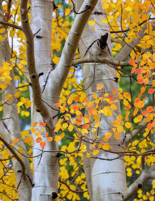 Autumn Aspen Leaves In Colorado - Art Print