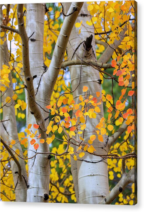 Autumn Aspen Leaves In Colorado - Acrylic Print