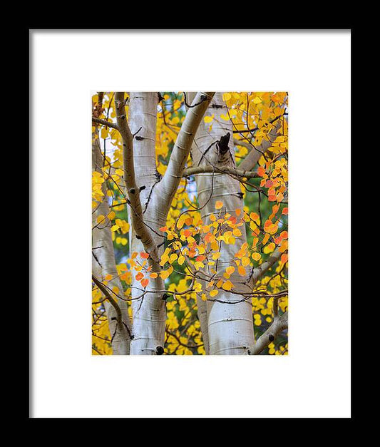 Autumn Aspen Leaves In Colorado - Framed Print