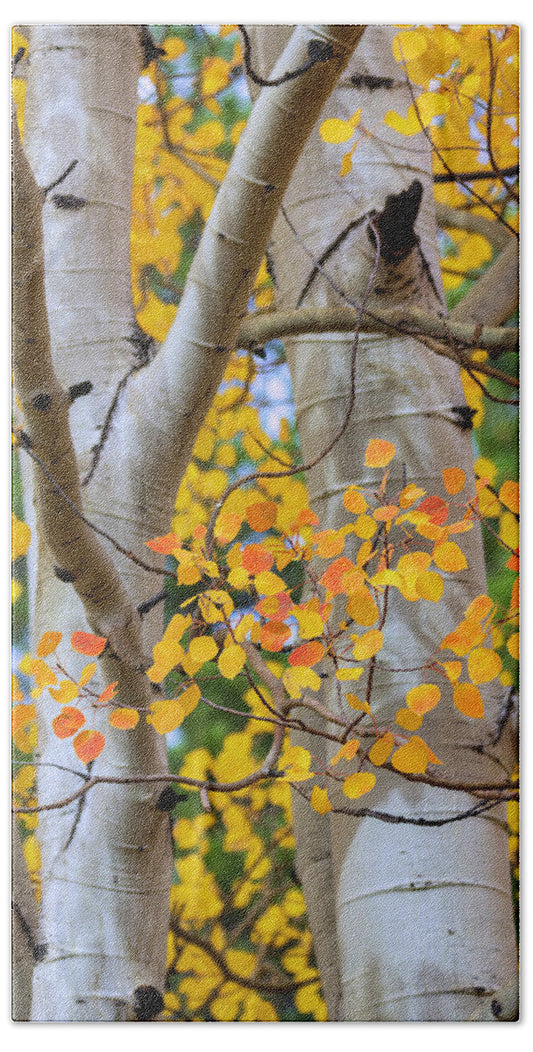 Autumn Aspen Leaves In Colorado - Bath Towel