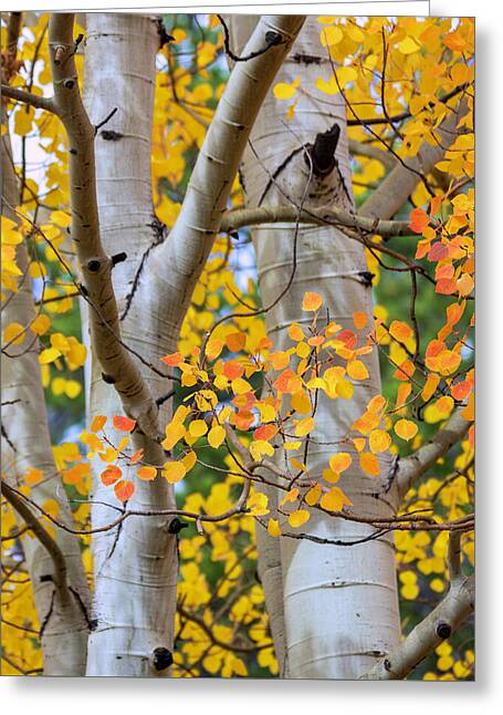 Autumn Aspen Leaves In Colorado - Greeting Card