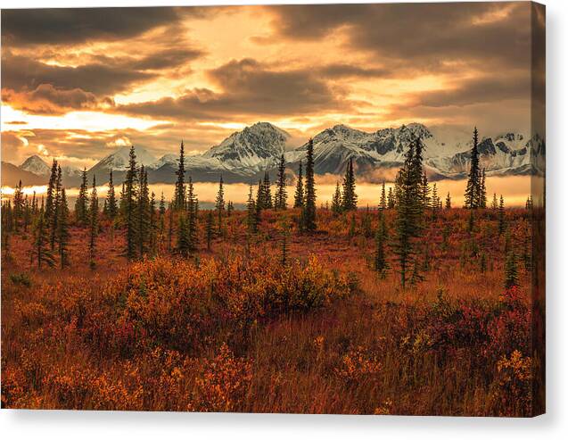 Autumn Sunrise On Denali Highway - Canvas Print