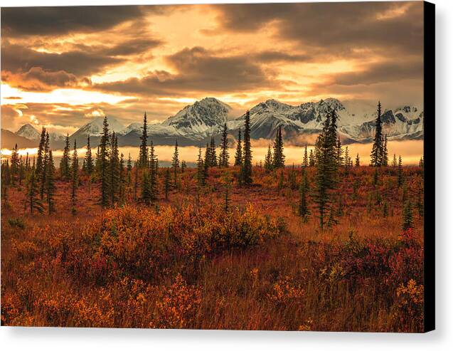 Autumn Sunrise On Denali Highway - Canvas Print