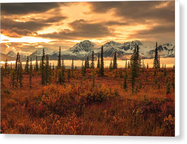 Autumn Sunrise On Denali Highway - Canvas Print