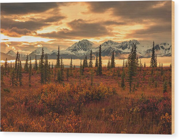 Autumn Sunrise On Denali Highway - Wood Print