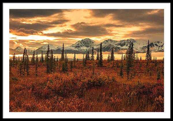 Autumn Sunrise On Denali Highway - Framed Print