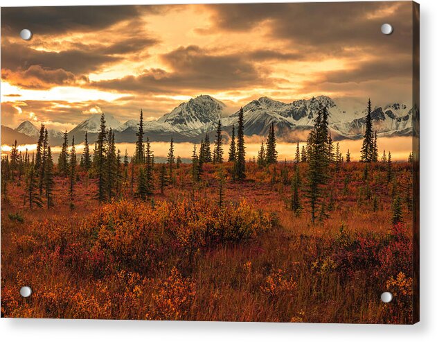 Autumn Sunrise On Denali Highway - Acrylic Print