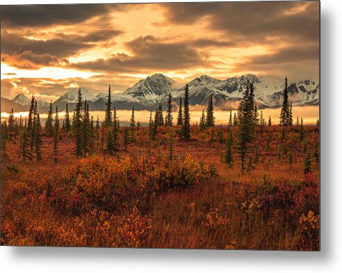 Autumn Sunrise On Denali Highway - Metal Print