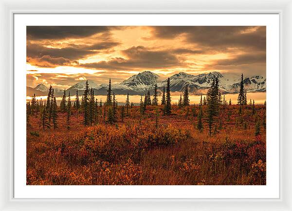 Autumn Sunrise On Denali Highway - Framed Print