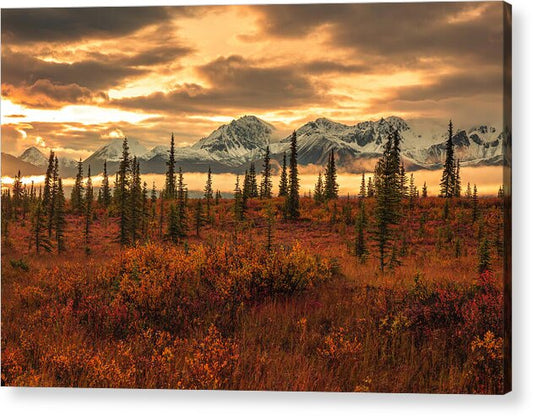 Autumn Sunrise On Denali Highway - Acrylic Print