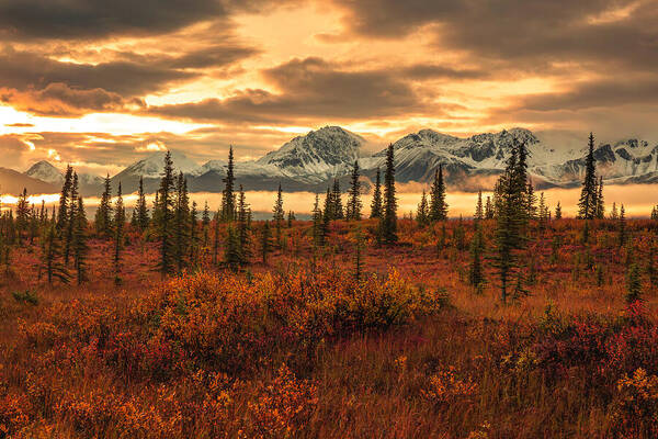 Autumn Sunrise On Denali Highway - Art Print