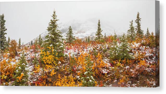 Autumn Transitions Denali Alaska - Canvas Print