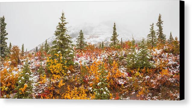 Autumn Transitions Denali Alaska - Canvas Print