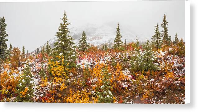 Autumn Transitions Denali Alaska - Canvas Print