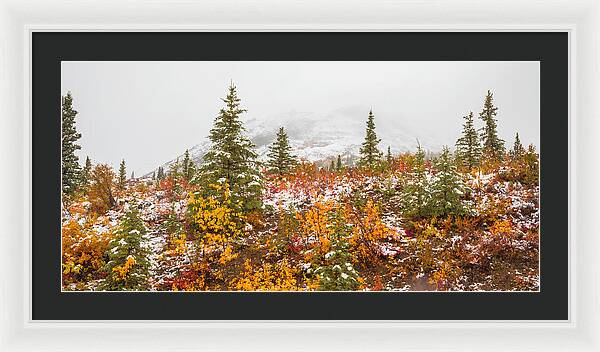 Autumn Transitions Denali Alaska - Framed Print