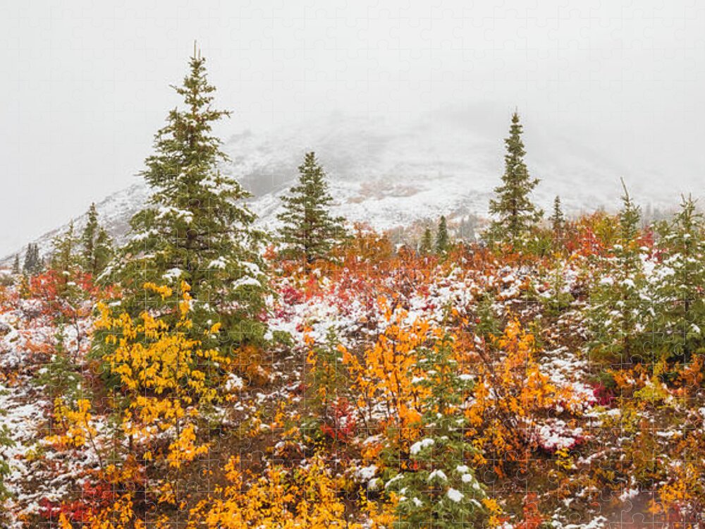 Autumn Transitions Denali Alaska - Puzzle