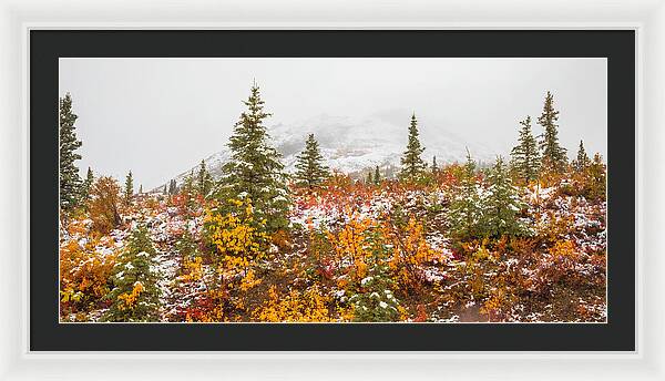 Autumn Transitions Denali Alaska - Framed Print