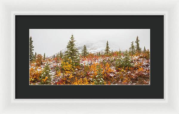 Autumn Transitions Denali Alaska - Framed Print