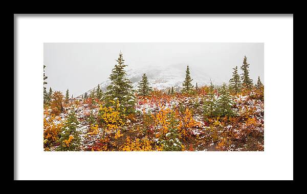 Autumn Transitions Denali Alaska - Framed Print