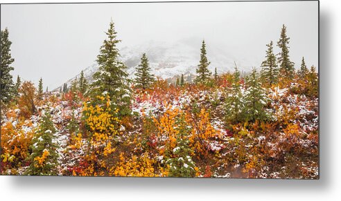 Autumn Transitions Denali Alaska - Metal Print