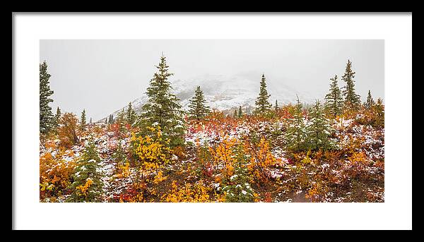 Autumn Transitions Denali Alaska - Framed Print