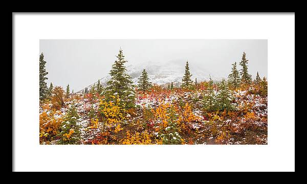 Autumn Transitions Denali Alaska - Framed Print